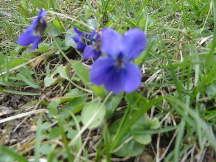DSC05868 - gradina mea