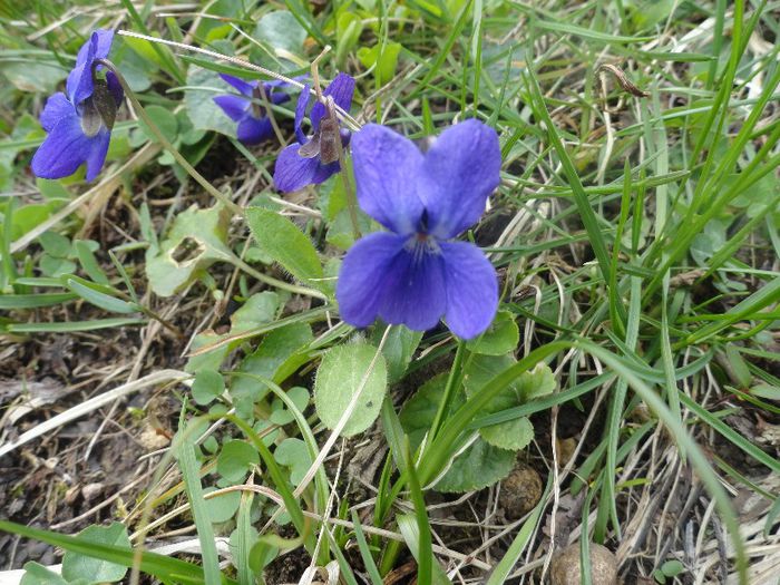 DSC05869 - gradina mea