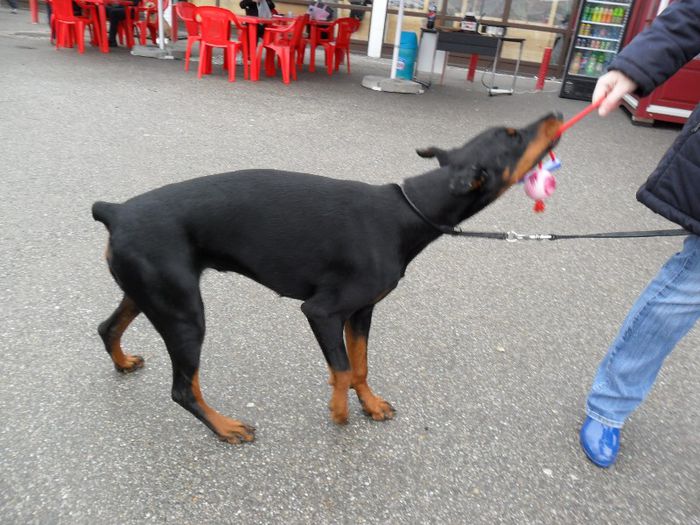 SAM_5446 - International Dog Show 2013 Satu Mare