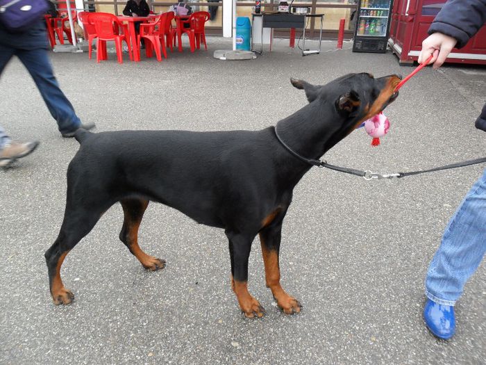 SAM_5447 - International Dog Show 2013 Satu Mare