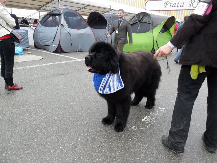 SAM_5450 - International Dog Show 2013 Satu Mare