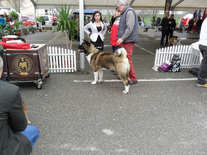 SAM_5451 - International Dog Show 2013 Satu Mare