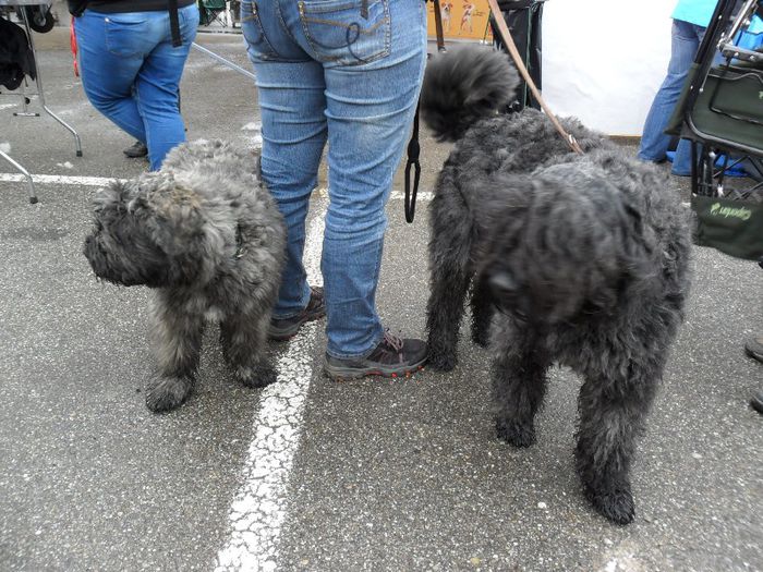 SAM_5452 - International Dog Show 2013 Satu Mare