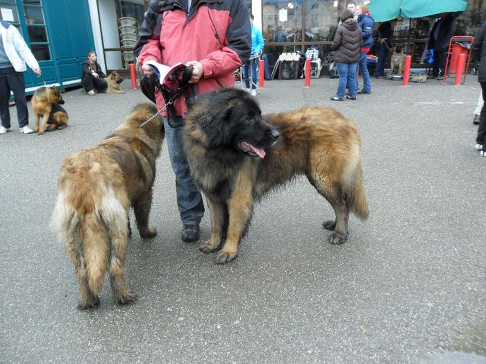 SAM_5453 - International Dog Show 2013 Satu Mare