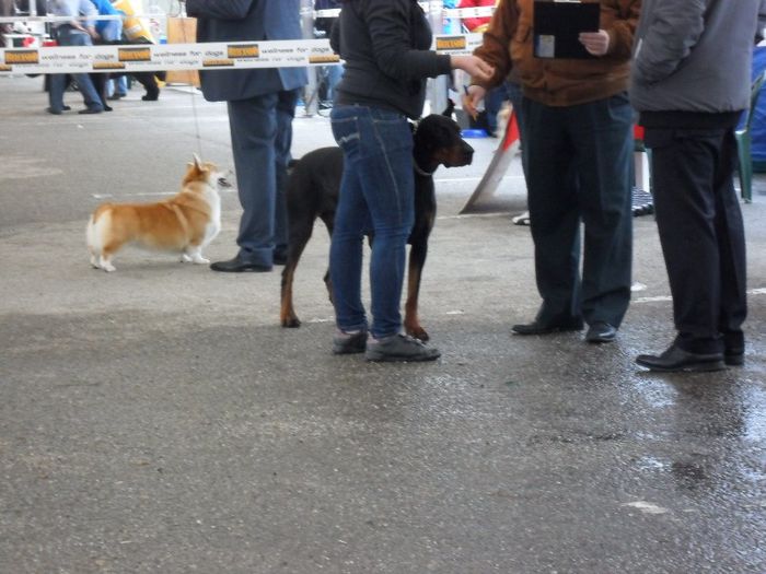 SAM_5455 - International Dog Show 2013 Satu Mare