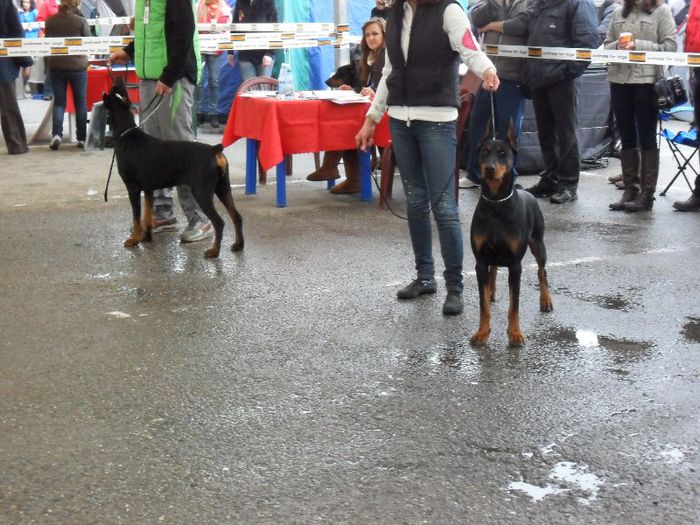 SAM_5457 - International Dog Show 2013 Satu Mare