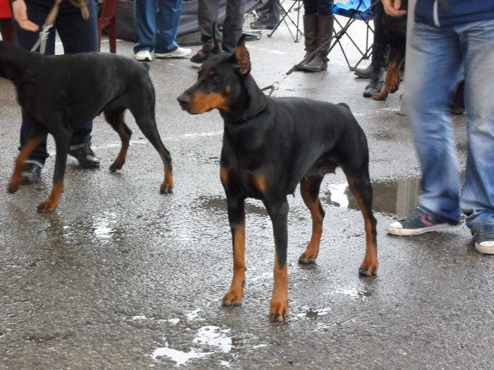 SAM_5459 - International Dog Show 2013 Satu Mare