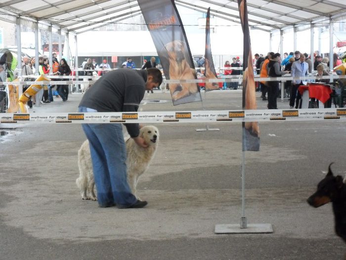 SAM_5462 - International Dog Show 2013 Satu Mare