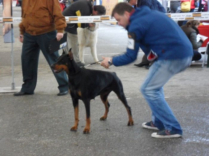 SAM_5463 - International Dog Show 2013 Satu Mare