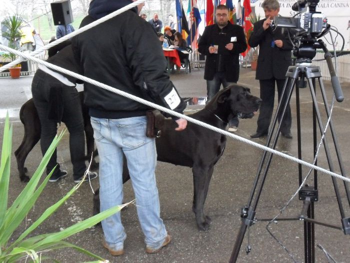 SAM_5465 - International Dog Show 2013 Satu Mare