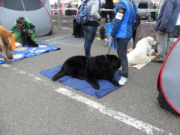 SAM_5472 - International Dog Show 2013 Satu Mare