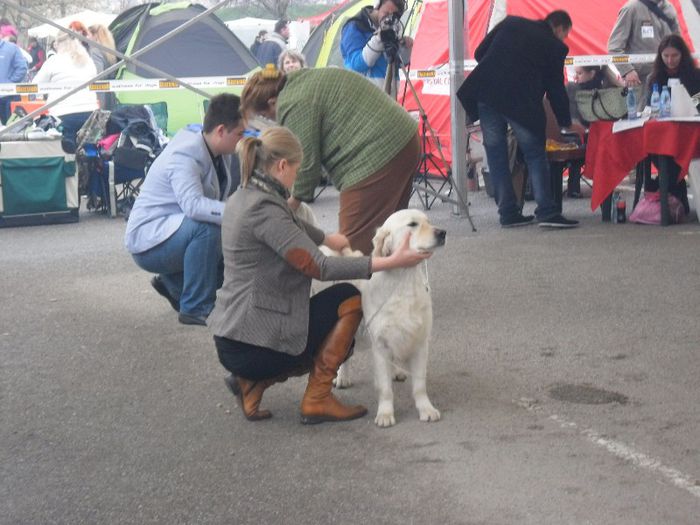 SAM_5474 - International Dog Show 2013 Satu Mare