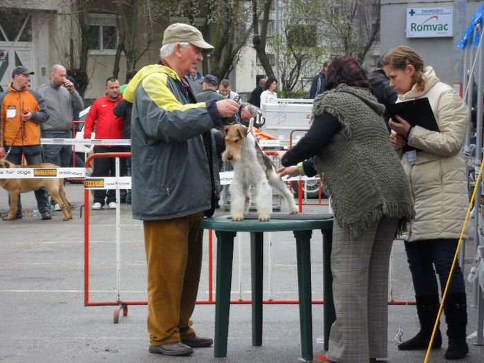 SAM_5478 - International Dog Show 2013 Satu Mare