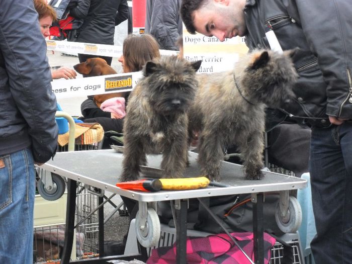 SAM_5481 - International Dog Show 2013 Satu Mare