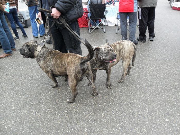 SAM_5482 - International Dog Show 2013 Satu Mare