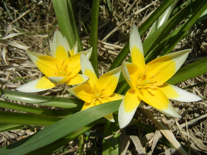 Tulipa Tarda (2013, April 13)