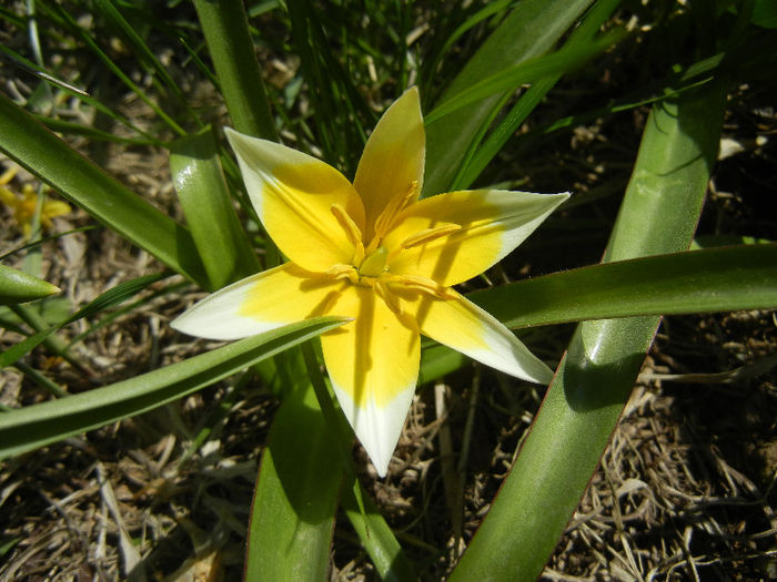 Tulipa Tarda (2013, April 13)