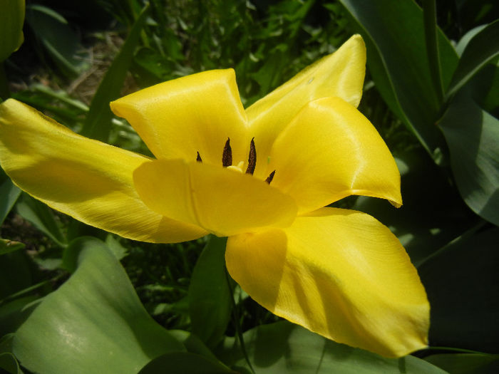 Tulipa Candela (2013, April 13) Tulipa Candela (2013, April 13)