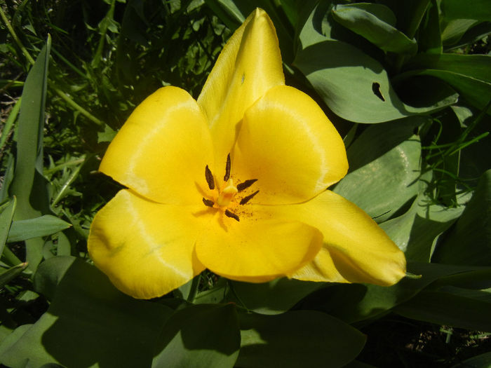 Tulipa Candela (2013, April 13)