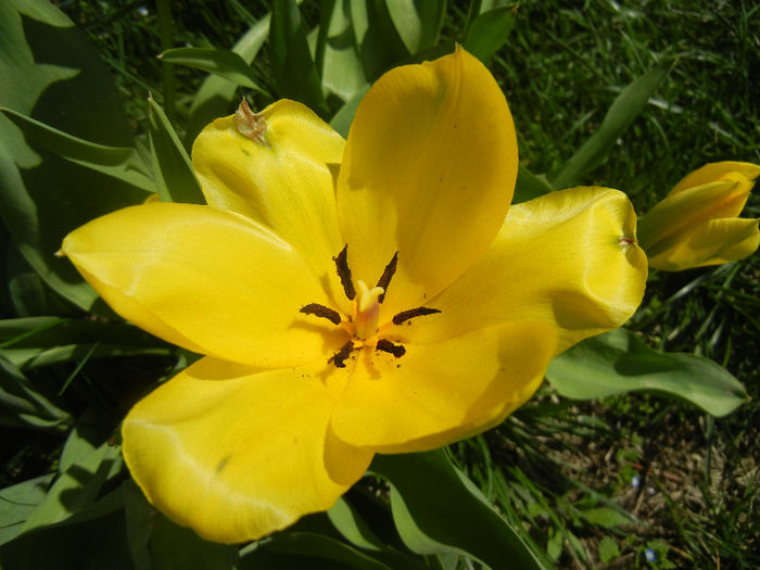 Tulipa Candela (2013, April 13) Tulipa Candela (2013, April 13)