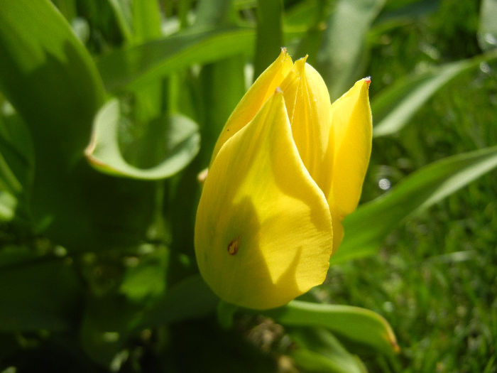 Tulipa Candela (2013, April 13)