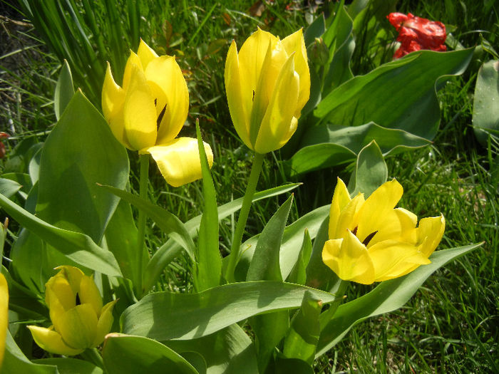 Tulipa Candela (2013, April 13) Tulipa Candela (2013, April 13)