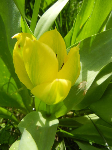 Tulipa Candela (2013, April 13)