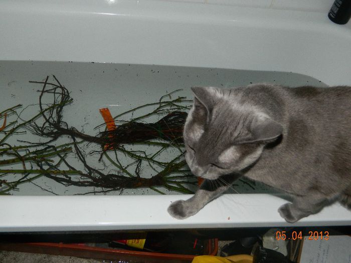 Trandafiri la hidratat