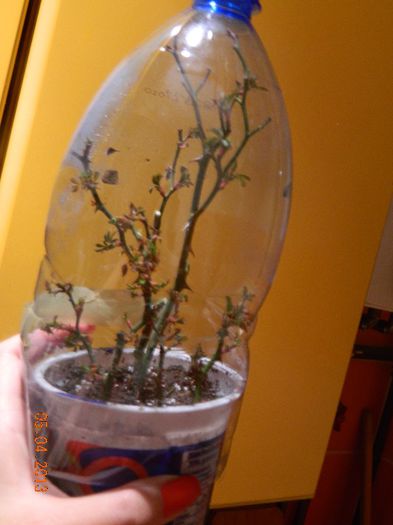 The Fairy alb s roz; The Fairy alb
