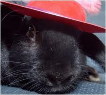 imagesCA269BCR - avatare