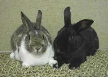 imagesCACTB488 - avatare