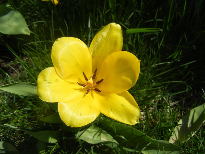 Tulipa Candela (2013, April 13) Tulipa Candela (2013, April 13)