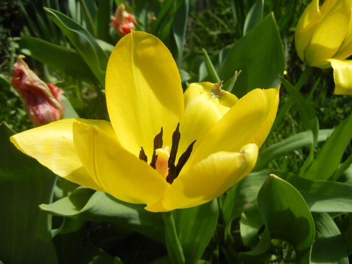 Tulipa Candela (2013, April 13)