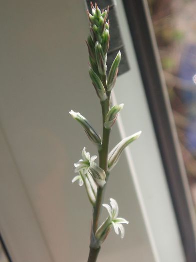 haworthia floare