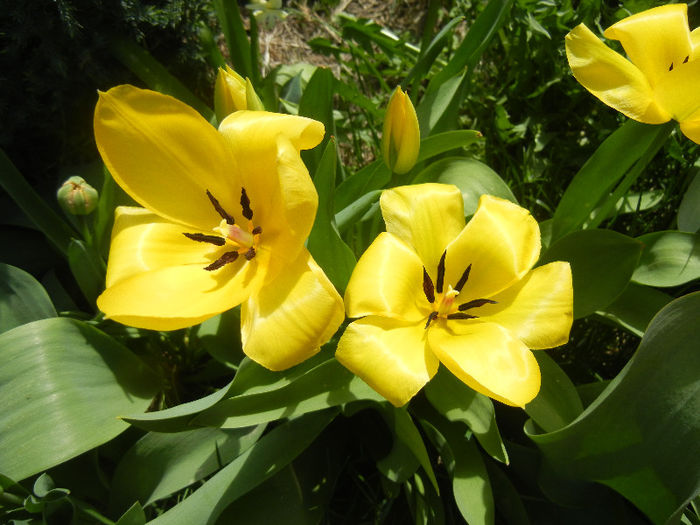 Tulipa Candela (2013, April 13) Tulipa Candela (2013, April 13)