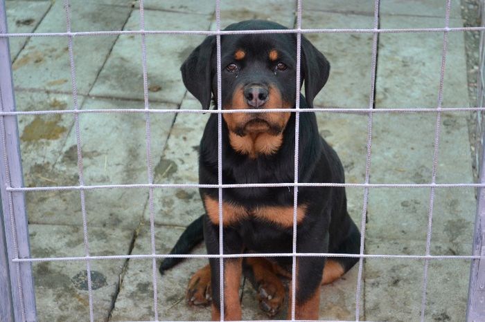 Amira - 4 luni si jumatate