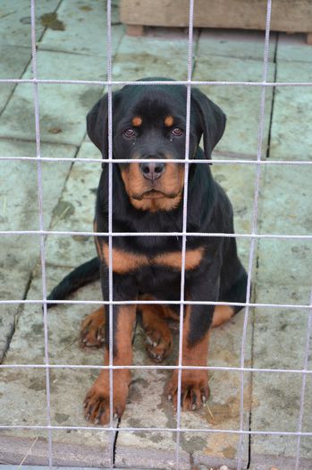 Amira - 4 luni si jumatate - Rottweiler - Amira