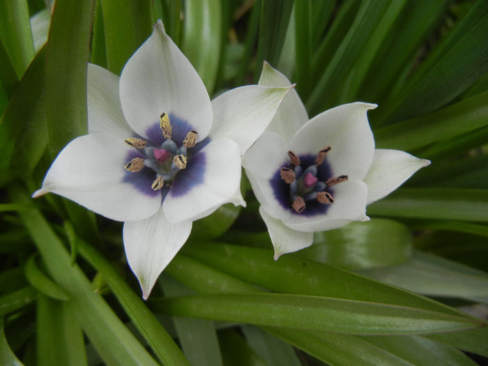 Tulip Alba Coerulea Oculata (2013, Apr.12) - Tulipa Alba Coerulea