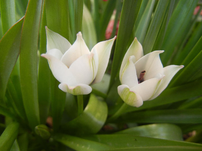 Tulip Alba Coerulea Oculata (2013, Apr.12) - Tulipa Alba Coerulea