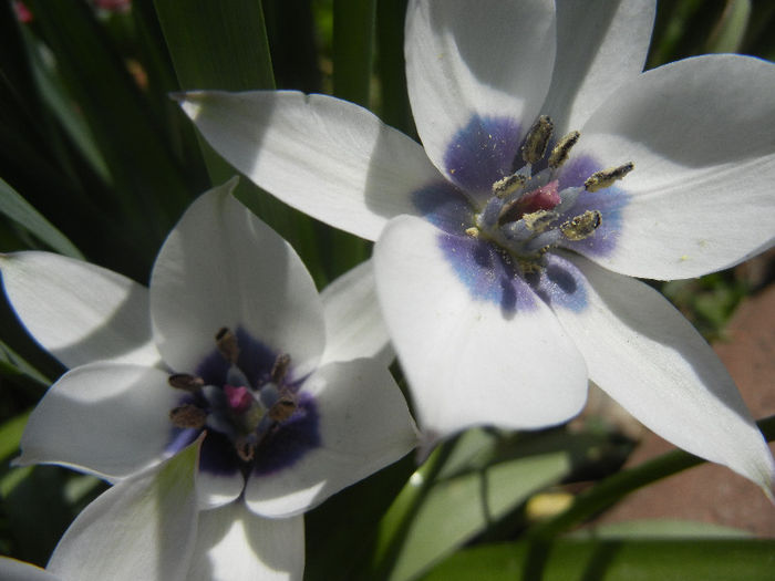 Tulip Alba Coerulea Oculata (2013, Apr.13) - Tulipa Alba Coerulea