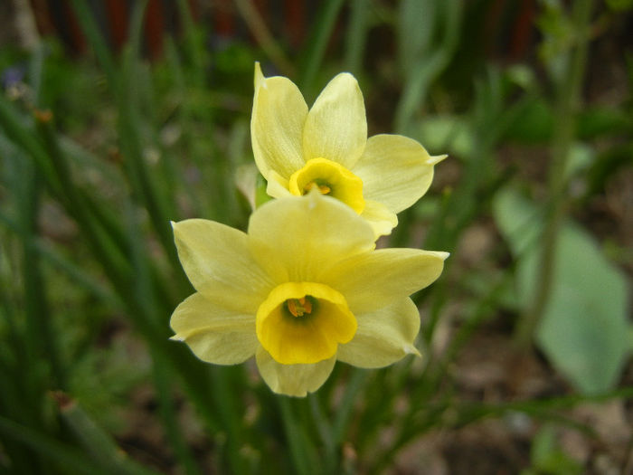 Narcissus Minnow (2013, April 12)