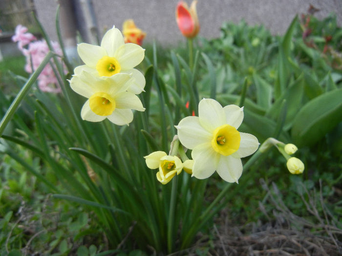 Narcissus Minnow (2013, April 12) - Narcissus Minnow