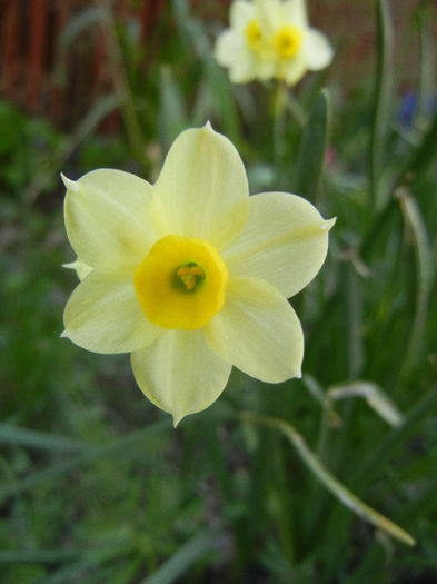 Narcissus Minnow (2013, April 13) - Narcissus Minnow