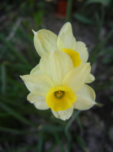 Narcissus Minnow (2013, April 13) - Narcissus Minnow