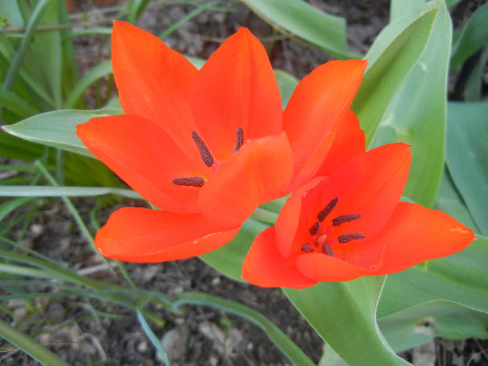 Tulipa Praestans Fusilier (2013, April 13) Tulipa Praestans Fusilier (2013, April 13)