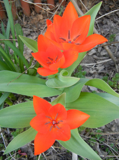 Tulipa Praestans Fusilier (2013, April 13)