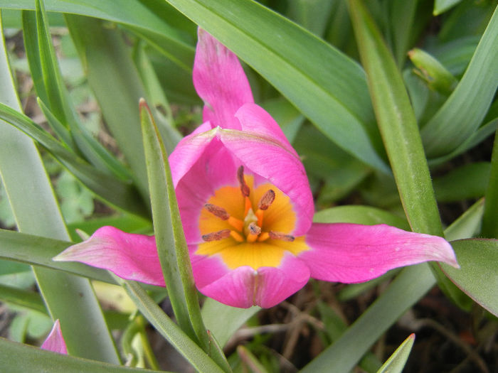 Tulipa pulchella Violacea (2013, April 12)