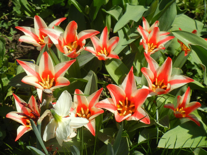 Tulipa Pinocchio (2013, April 13)