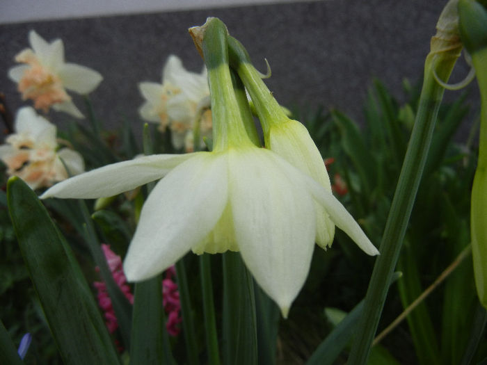 Narcissus Thalia (2013, April 13)