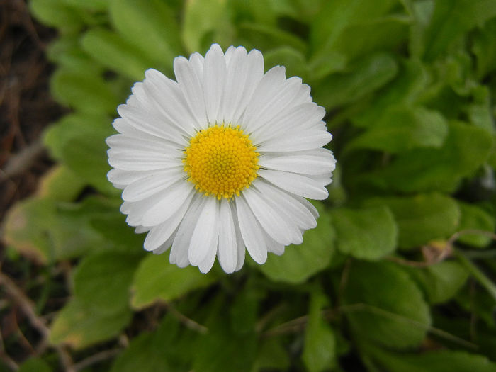 Bellis perennis (2013, April 12) - BELLIS Perennis